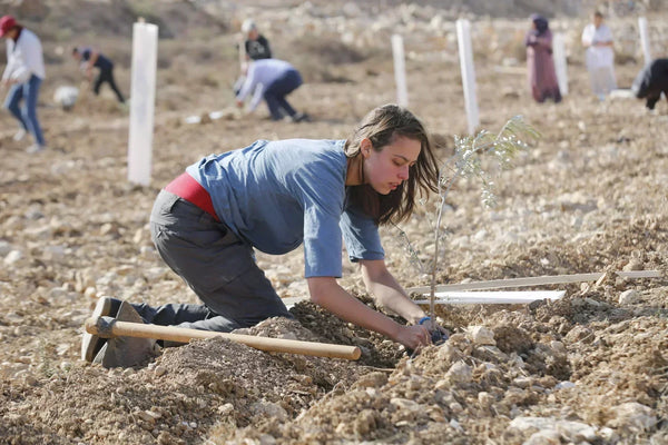 Plant an Olive Tree Foundation